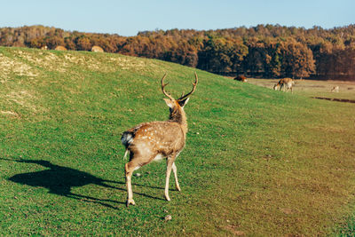 Deer standing on land