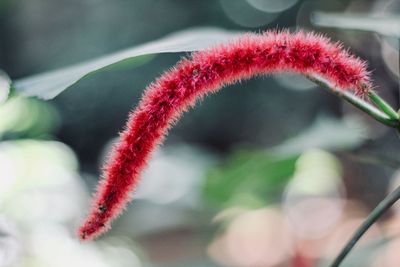 Close-up of red flower bud