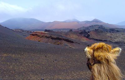 Horse on mountain against sky