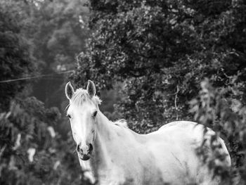 Close-up of horse on field