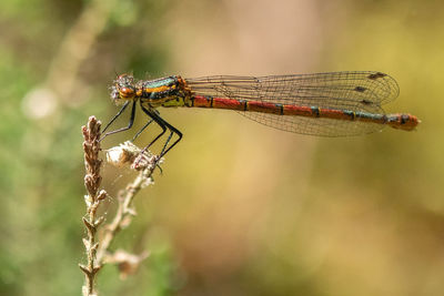 Close-up of damselfly on plant