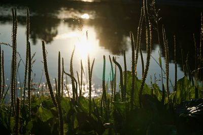 Close-up of plants growing on land against sky