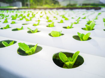 Close-up of green leaves floating on water