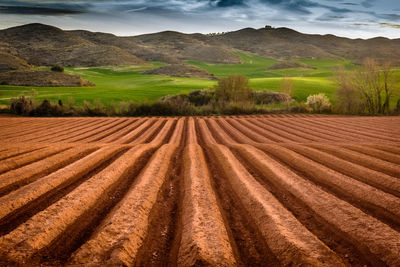 Scenic view of agricultural field against sky