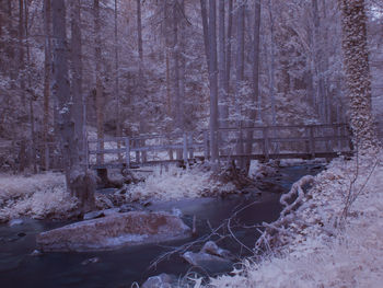 Frozen trees in forest during winter