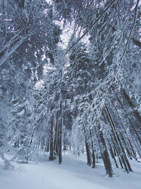 Trees on snow