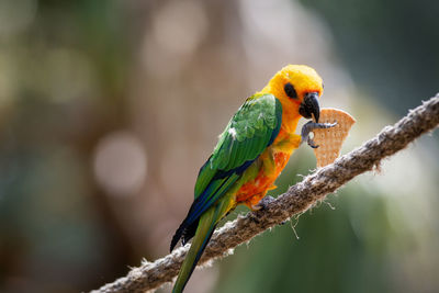 Close-up of parrot perching on branch