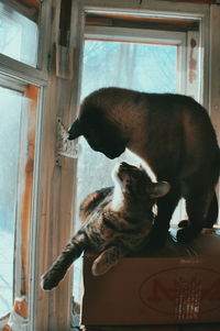 Close-up of cat sitting on window