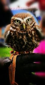 Close-up of owl