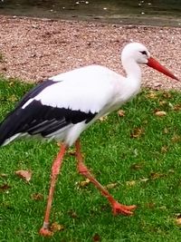 Close-up of bird perching on a field