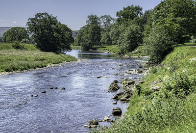 Scenic view of river amidst trees in forest against sky