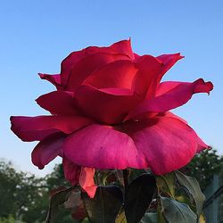 Close-up of red hibiscus blooming against clear sky