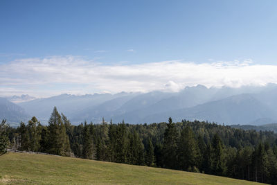 Scenic view of pine trees against sky