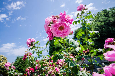 Close-up of pink rose bouquet