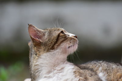 Close-up of a cat