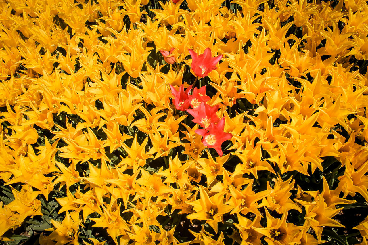 flower, yellow, full frame, fragility, backgrounds, growth, petal, beauty in nature, freshness, nature, abundance, orange color, high angle view, flower head, plant, leaf, blooming, field, season, autumn