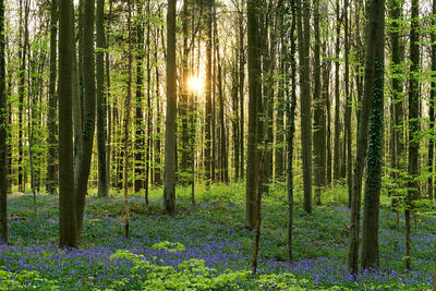 Trees growing in forest