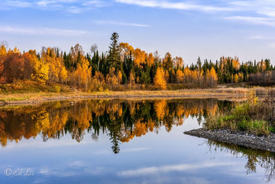 Reflection of trees in lake against sky