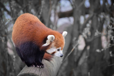 red panda