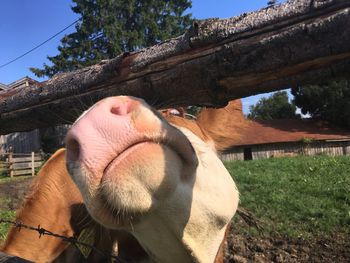 Close-up of cow by railing at pen