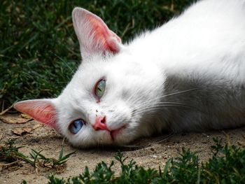 Close-up portrait of white cat lying on field