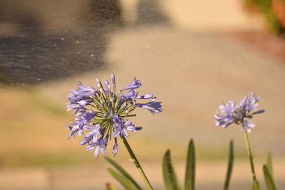 Close-up of bumblebee on purple flower