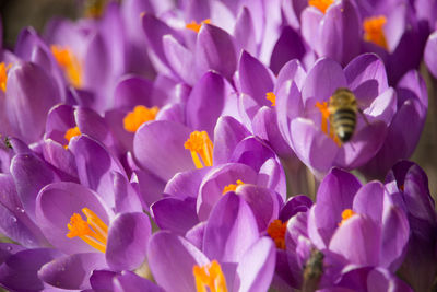 Close-up of purple crocus flowers