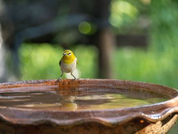 Bird warbling white-eye. bird distinctive white eye-ring and overall yellowish upper parts