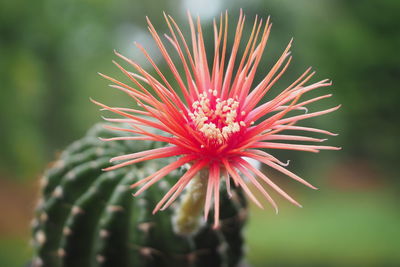 Close-up of red flower