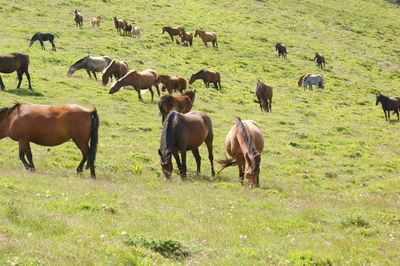Horses grazing in a field