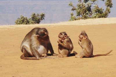 Monkeys sitting on sand