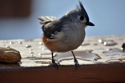 Close-up of titmouse perching outdoors