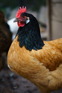 Close-up of rooster