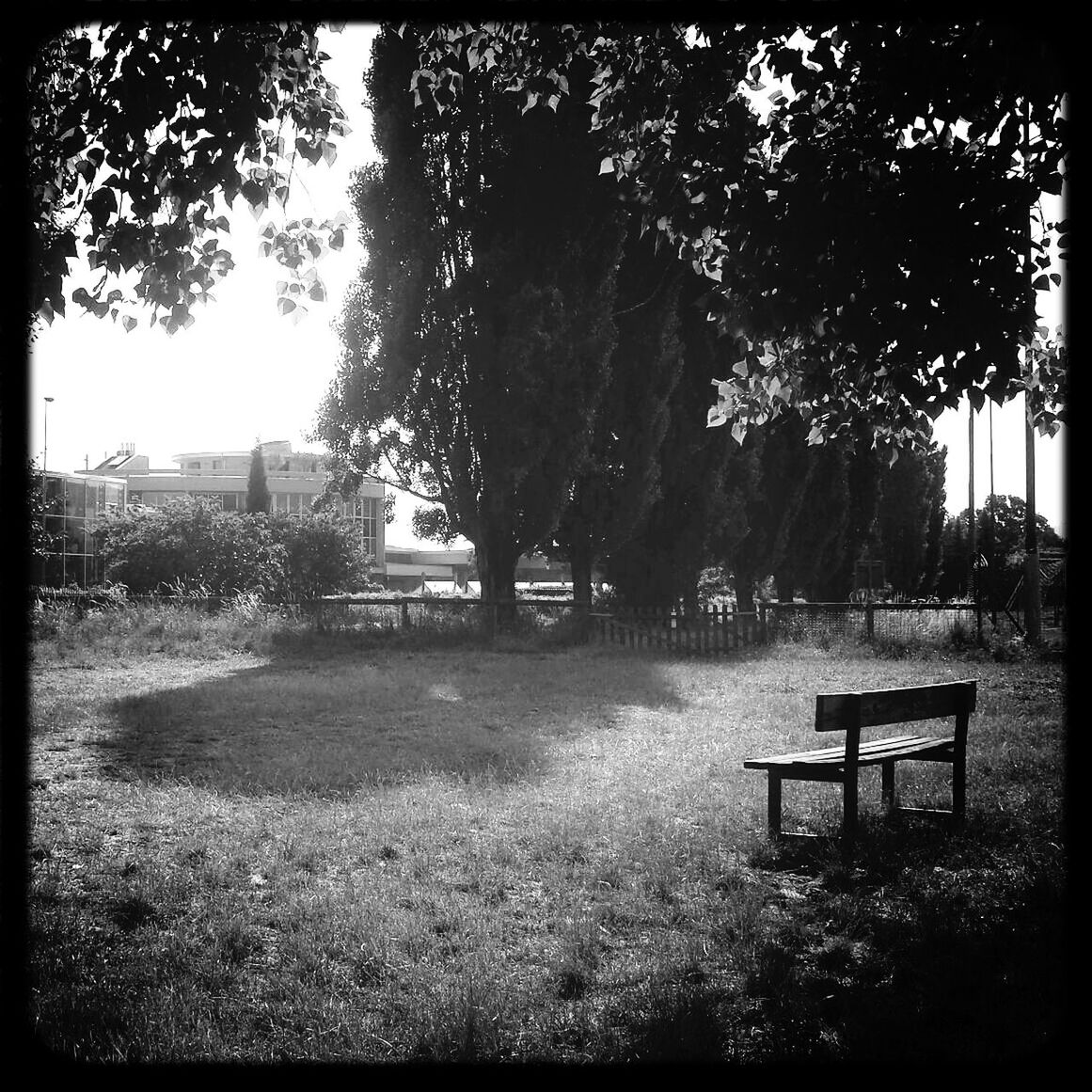 transfer print, tree, auto post production filter, bench, park - man made space, grass, park bench, empty, park, tranquility, growth, absence, chair, sunlight, nature, tranquil scene, built structure, shadow, day, field