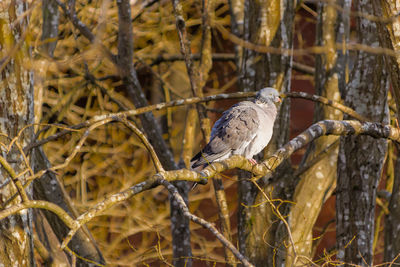 Close-up of bird perching on branch