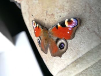 Close-up of butterfly