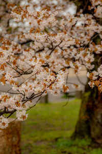 Close-up of cherry blossom