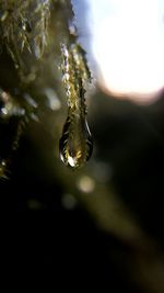 Close-up of water drops on leaf