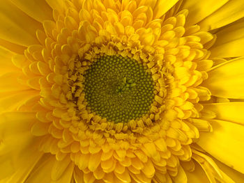 Full frame shot of yellow flower