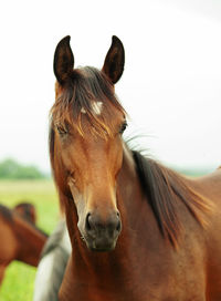 Close-up of horse against sky