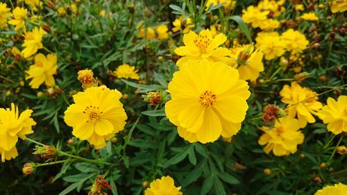 Close-up of yellow flowers blooming on field