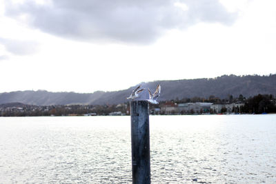 Seagull perching on wooden post by lake against sky