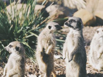 Meerkats on field