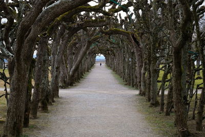 Footpath amidst trees in forest