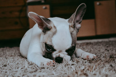 Close-up of a dog relaxing on rug at home