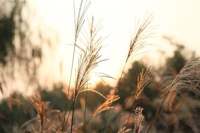 Close-up of wheat field against sky