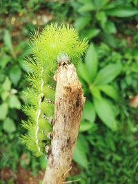 Close-up of plant