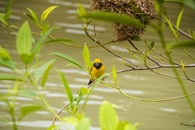 Asian golden weaver perching on grass stem  paddy field. ploceus hypoxanthus bird in tropical forest