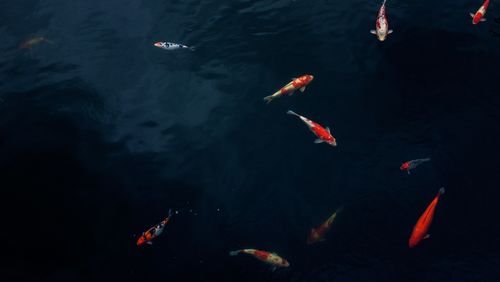 High angle view of koi carps swimming in lake