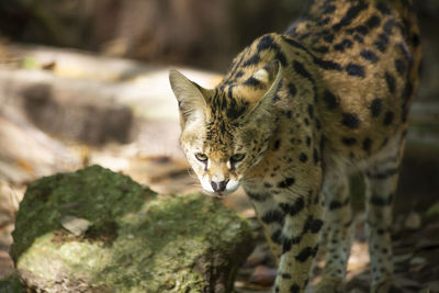 Close up of a serval stalking toward its prey